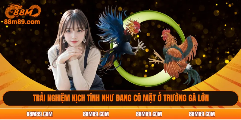 Trải nghiệm kịch tính như đang có mặt ở trường gà lớn